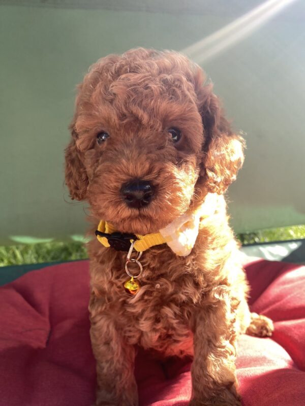 Maxik Toy Poodle Maxik Toy Poodle