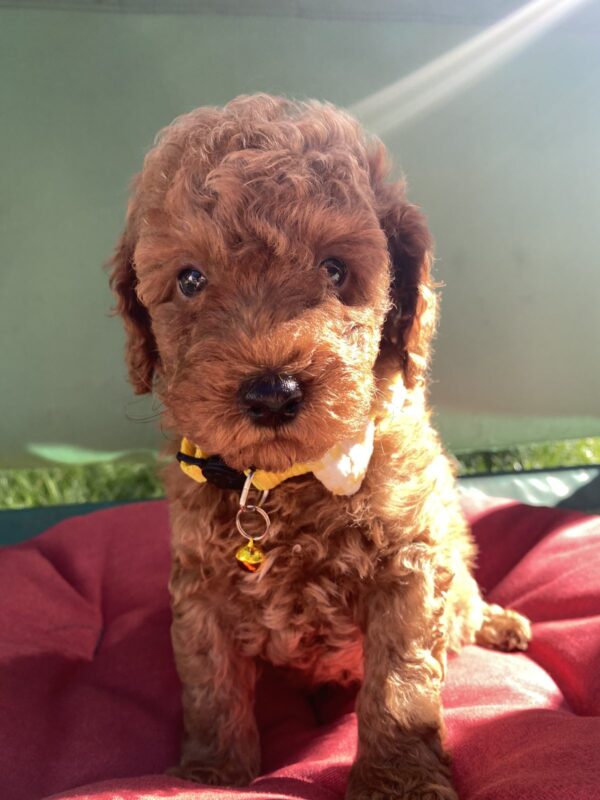 Maxik Toy Poodle Maxik Toy Poodle