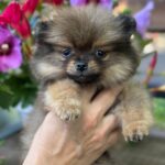 Maybach-male-Pomeranian-puppy-for-sale-1