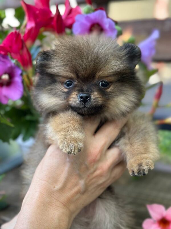 Maybach Pomeranian Maybach Pomeranian