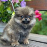 Maybach-male-Pomeranian-puppy-for-sale-2