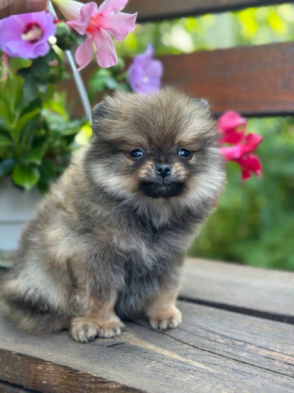 Maybach Pomeranian Maybach Pomeranian