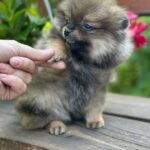 Maybach-male-Pomeranian-puppy-for-sale-3