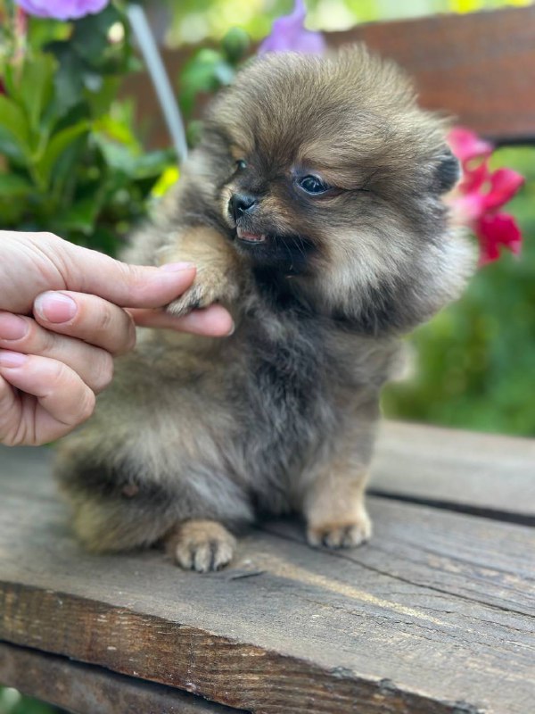 Maybach Pomeranian Maybach Pomeranian