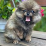 Maybach-male-Pomeranian-puppy-for-sale-4