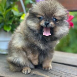 Maybach Pomeranian