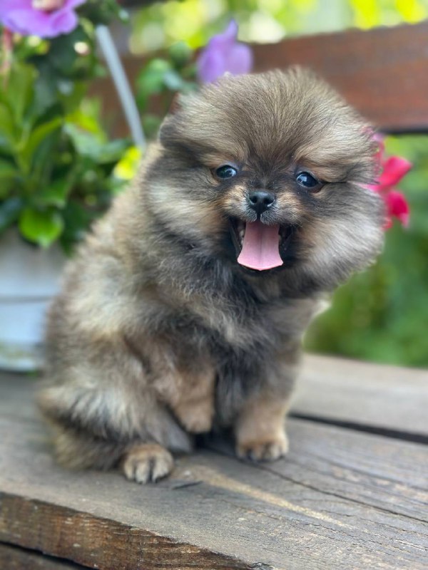 Maybach Pomeranian Maybach Pomeranian