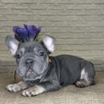 Mayra-female-Big-Rope-Frenchie-puppy-for-sale-1