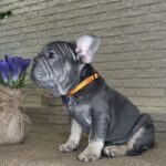 Mayra-female-Big-Rope-Frenchie-puppy-for-sale-2