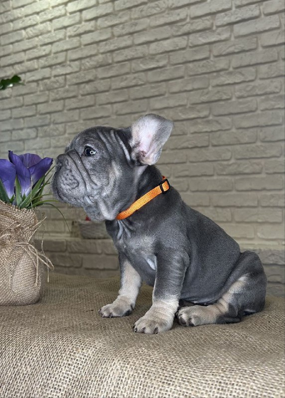 Mayra Big Rope French Bulldog Mayra Big Rope French Bulldog