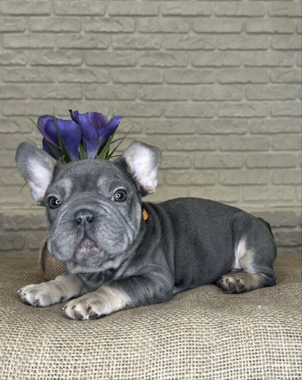 Mayra Big Rope French Bulldog Mayra Big Rope French Bulldog