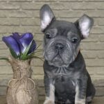Mayra-female-Big-Rope-Frenchie-puppy-for-sale-4