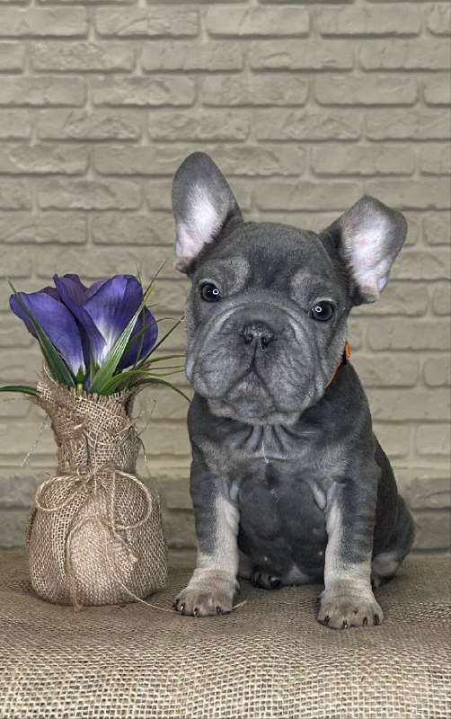 Mayra Big Rope French Bulldog Mayra Big Rope French Bulldog