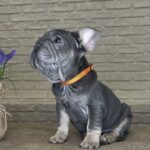 Mayra-female-Big-Rope-Frenchie-puppy-for-sale-5
