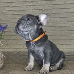 Mayra Big Rope French Bulldog