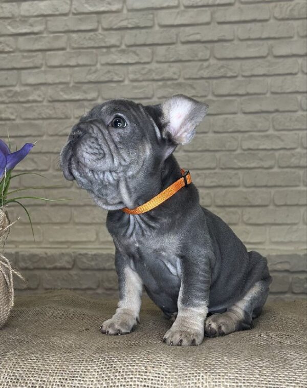 Mayra Big Rope French Bulldog Mayra Big Rope French Bulldog