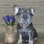 Mayra-female-Big-Rope-Frenchie-puppy-for-sale-6