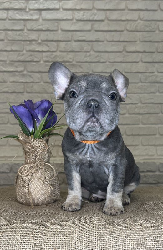 Mayra Big Rope French Bulldog Mayra Big Rope French Bulldog