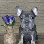 Mayra-female-Big-Rope-Frenchie-puppy-for-sale-7