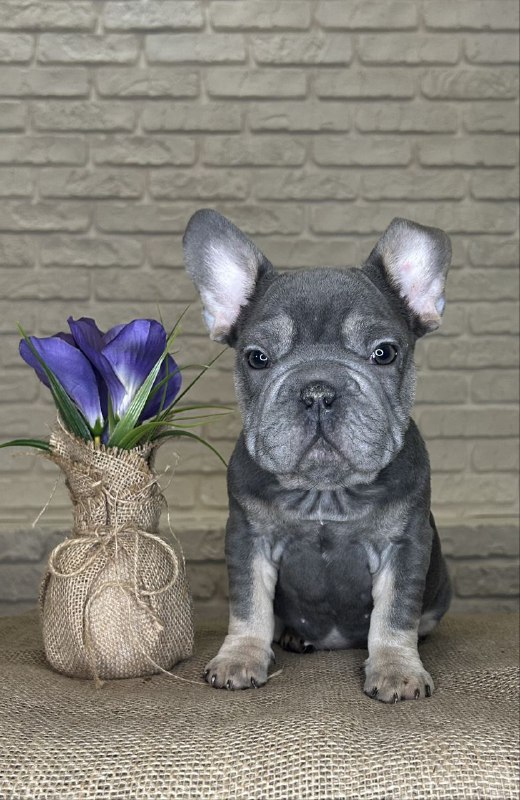 Mayra Big Rope French Bulldog Mayra Big Rope French Bulldog