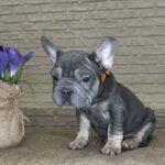 Mayra-female-Big-Rope-Frenchie-puppy-for-sale-8