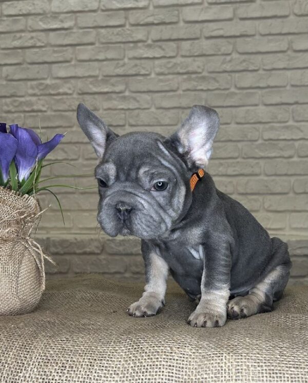 Mayra Big Rope French Bulldog Mayra Big Rope French Bulldog