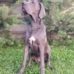 Mayra-female-Great-Dane-puppy-for-sale-1