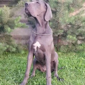 Mayra Great Dane
