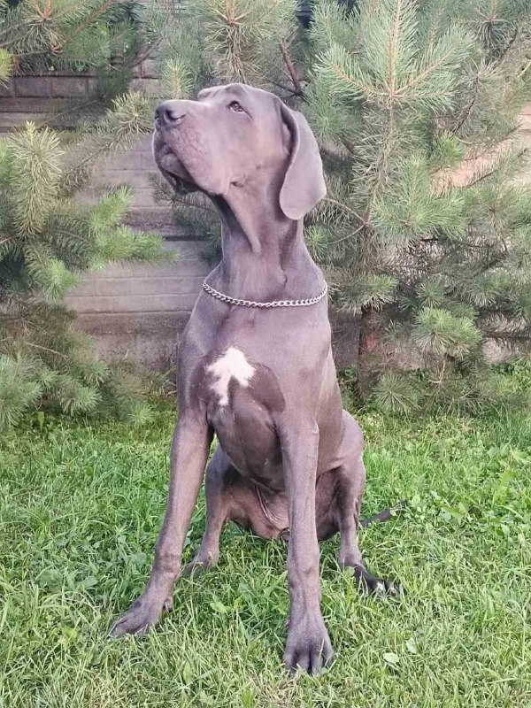 Mayra Great Dane Mayra Great Dane