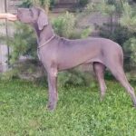 Mayra-female-Great-Dane-puppy-for-sale-2