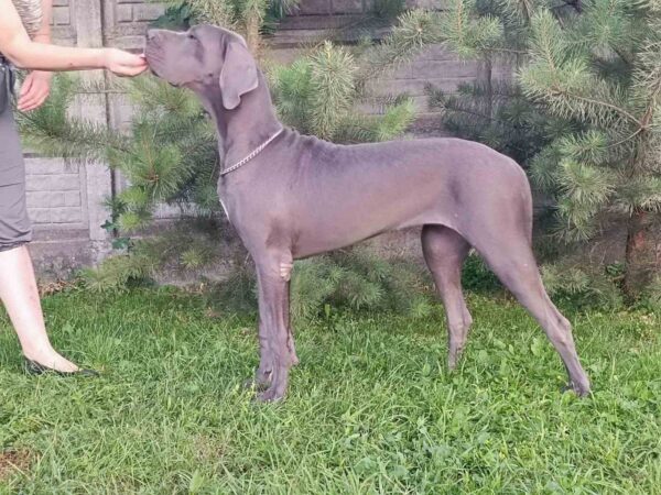 Mayra Great Dane Mayra Great Dane