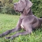 Mayra-female-Great-Dane-puppy-for-sale-3