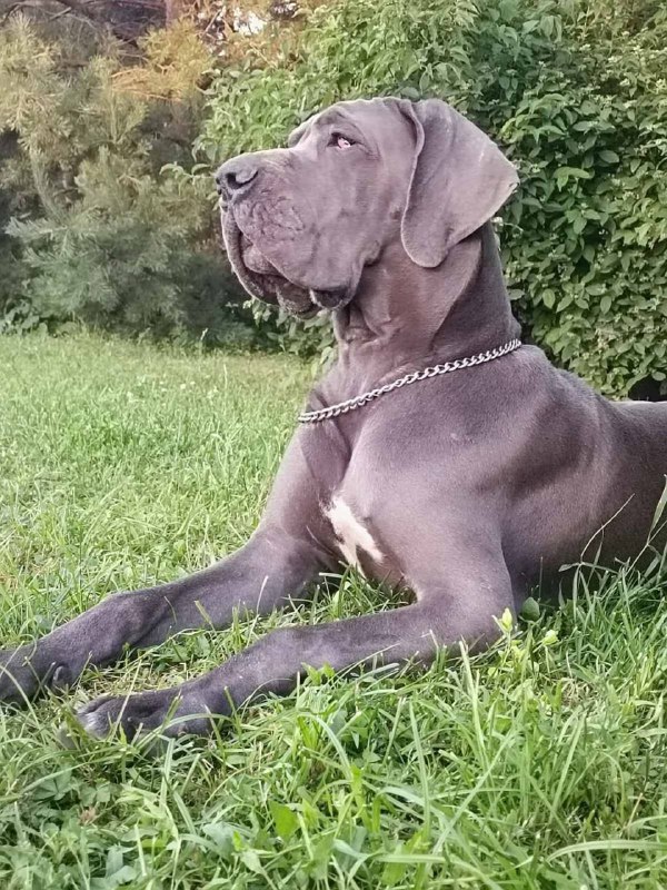 Mayra Great Dane Mayra Great Dane