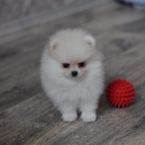 Mays Pomeranian