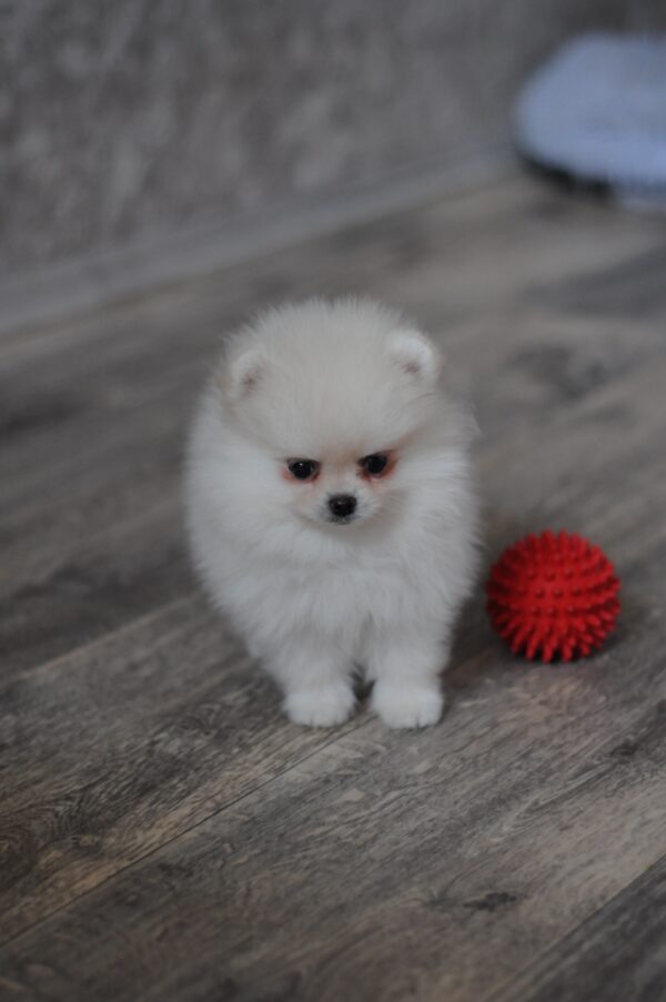 Mays Pomeranian Mays Pomeranian