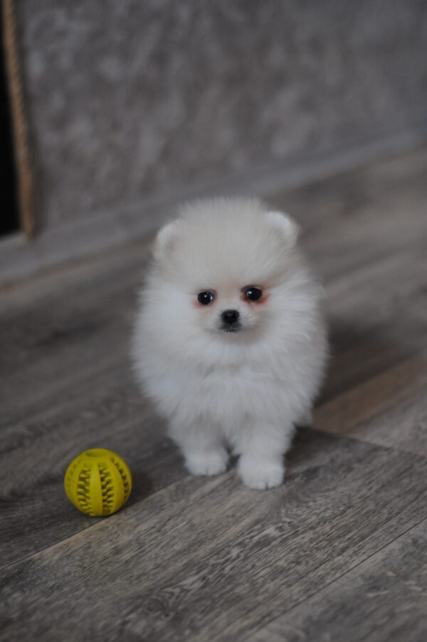 Mays Pomeranian Mays Pomeranian