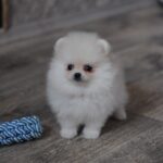 Mays-male-pomeranian-puppy-for-sale-1 (3)