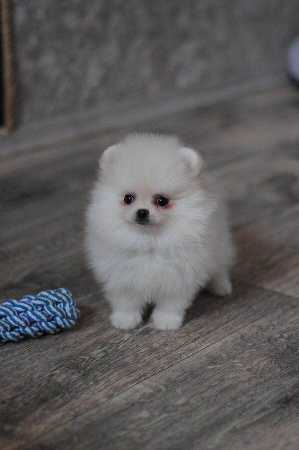 Mays Pomeranian Mays Pomeranian