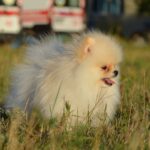 Mechta-female-pomeranian-puppy-for-sale-1 (1)