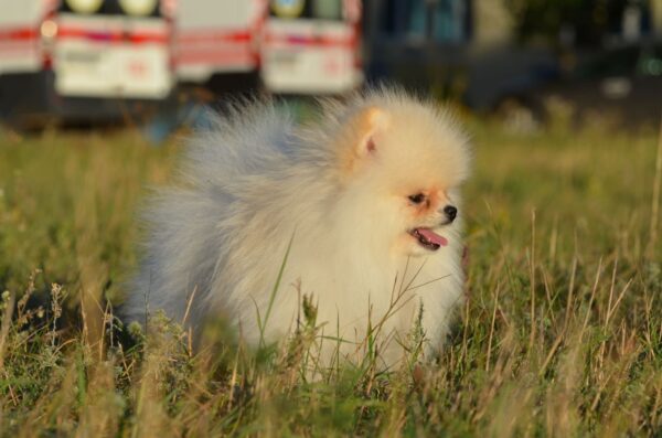 Mechta Pomeranian Mechta Pomeranian