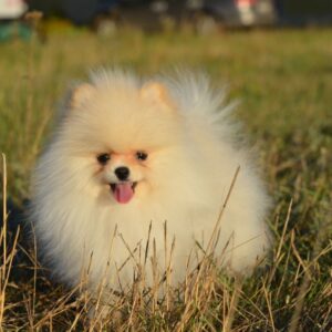 Mechta Pomeranian