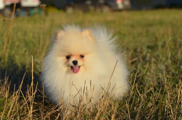 Mechta Pomeranian Mechta Pomeranian