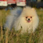 Mechta-female-pomeranian-puppy-for-sale-1 (3)