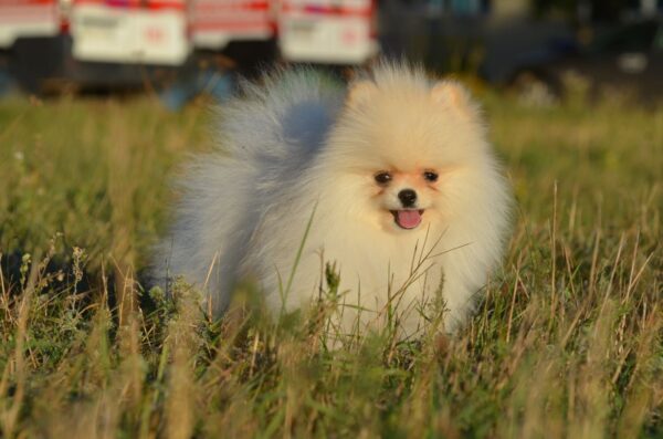 Mechta Pomeranian Mechta Pomeranian