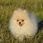 Mechta-female-pomeranian-puppy-for-sale-1 (4)
