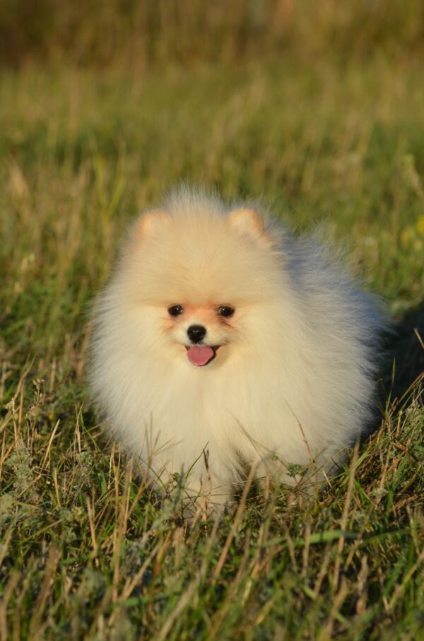 Mechta Pomeranian Mechta Pomeranian