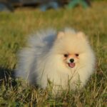 Mechta-female-pomeranian-puppy-for-sale-1 (5)