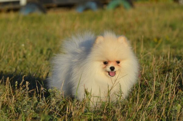 Mechta Pomeranian Mechta Pomeranian