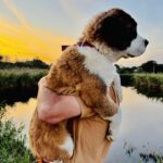 Medea-female-Saint-Bernard-puppy-for-sale-1 (1)