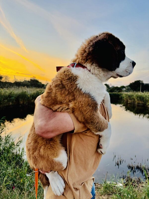 Medea Saint Bernard Medea Saint Bernard